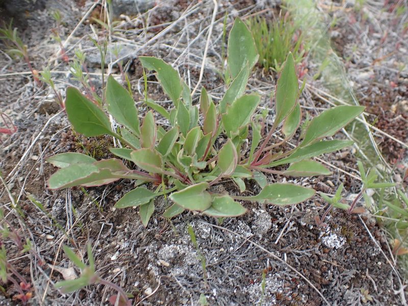 Penstemon pruinosus, photographed by Braden J. Judson