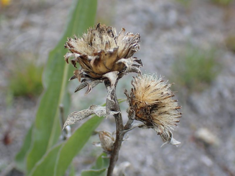 Pyrrocoma carthamoides, photographed by Braden J. Judson