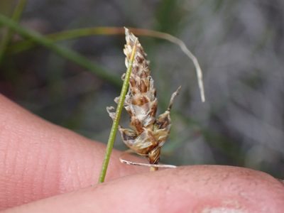 Carex filifolia, photographed by Braden J. Judson