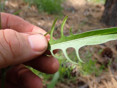 Crepis atribarba, photographed by Shane Johnson