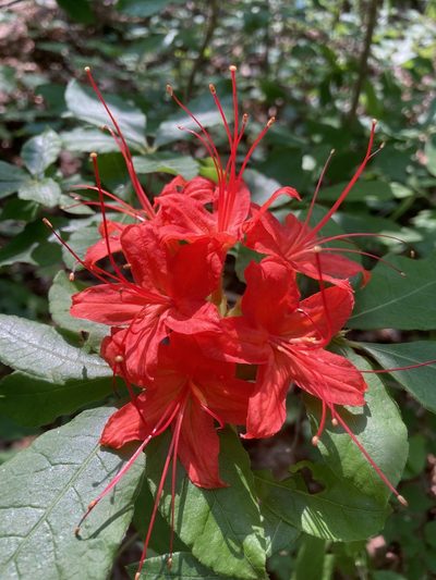 Rhododendron cumberlandense, photographed by Hill Craddock
