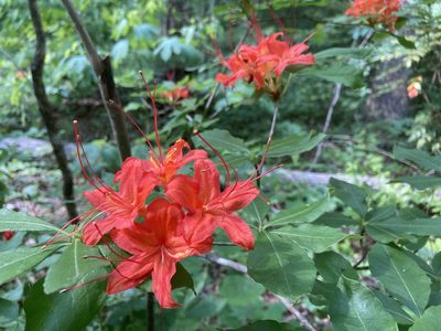 Rhododendron cumberlandense, photographed by Hill Craddock
