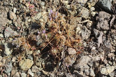 Cuscuta californica, photographed by Cricket Raspet