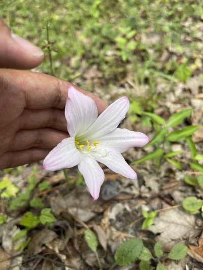 Habranthus robustus, photographed by Brandon Corder