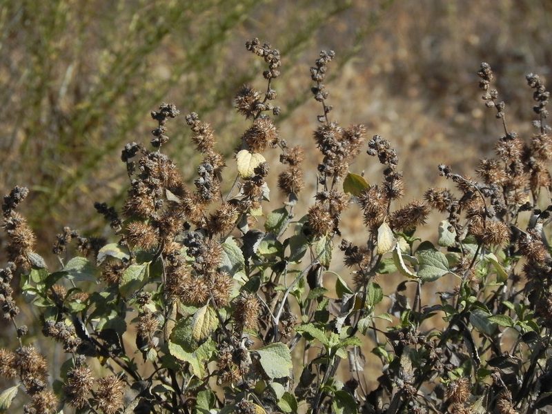 Ambrosia chenopodiifolia, photographed by James C. Davis