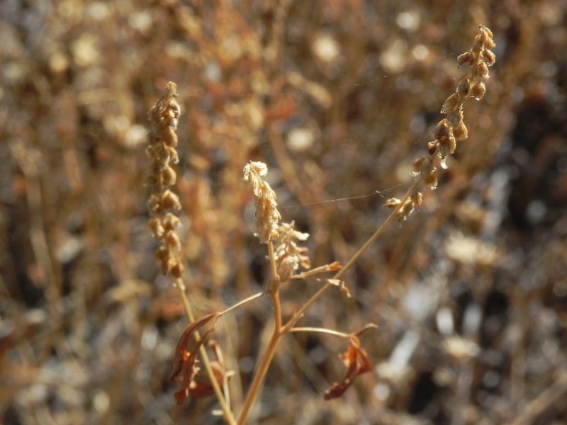 Melilotus indicus, photographed by James C. Davis