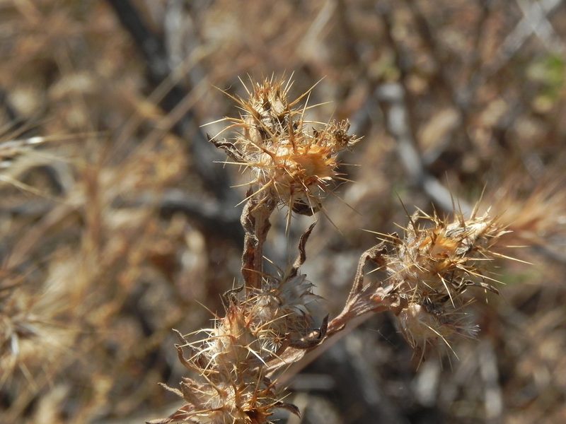 Centaurea melitensis, photographed by James C. Davis
