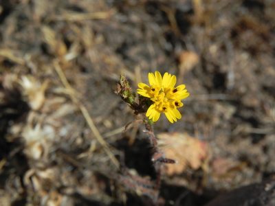Deinandra conjugens, photographed by James C. Davis