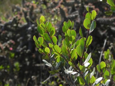 Rhus integrifolia, photographed by James C. Davis