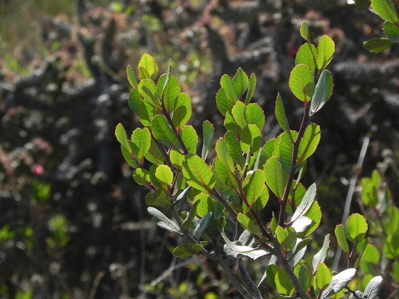 Rhus integrifolia, photographed by James C. Davis
