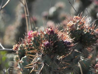 Cylindropuntia prolifera, photographed by James C. Davis
