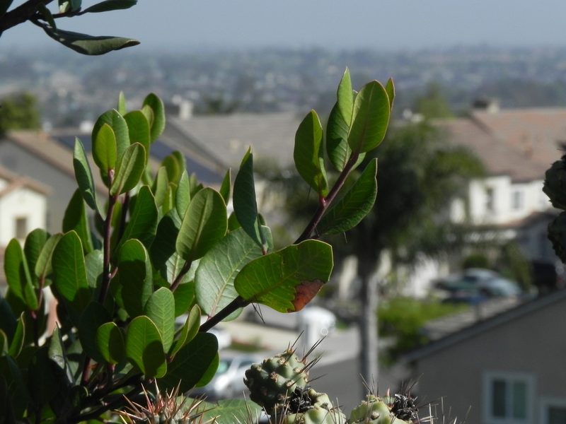 Rhus integrifolia, photographed by James C. Davis