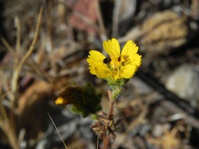 Deinandra conjugens, photographed by James C. Davis