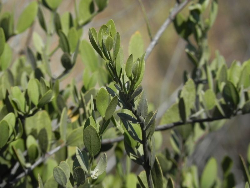Simmondsia chinensis, photographed by James C. Davis