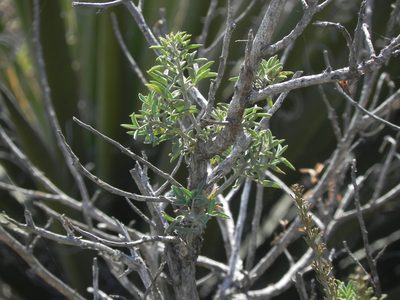 Cleomella arborea, photographed by James C. Davis