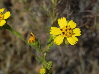 Deinandra conjugens, photographed by James C. Davis