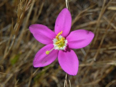 Zeltnera venusta, photographed by James C. Davis