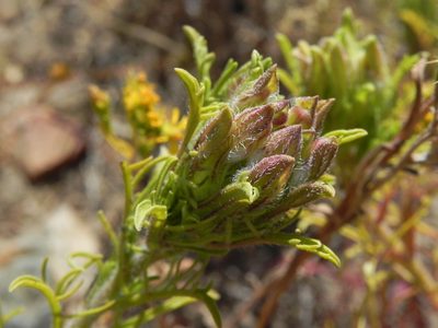 Dicranostegia orcuttiana, photographed by James C. Davis