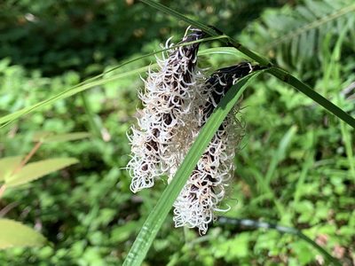 Carex obnupta, photographed by davidbroadland