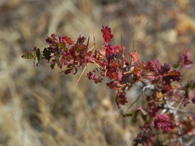 Rosa minutifolia, photographed by James C. Davis