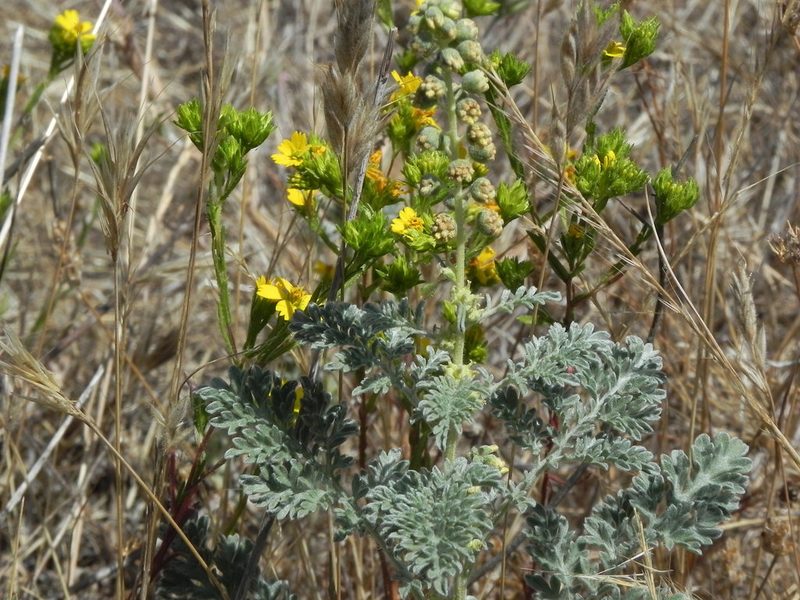 Ambrosia pumila, photographed by James C. Davis
