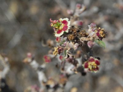 Euphorbia misera