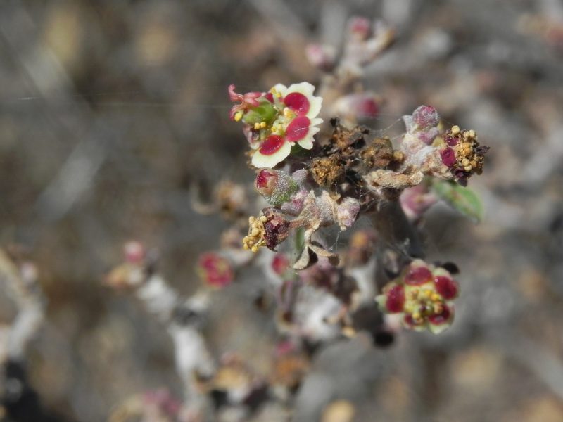 Euphorbia misera, photographed by James C. Davis