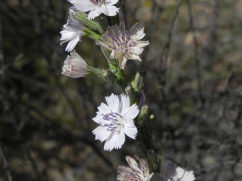 Stephanomeria diegensis, photographed by James C. Davis