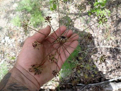 Lomatium multifidum, photographed by Shane Johnson