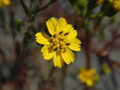 Deinandra conjugens, photographed by James C. Davis