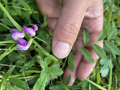 Vicia americana, photographed by Ted Cheeseman