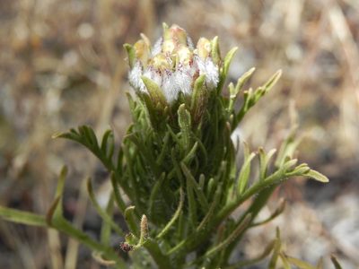 Dicranostegia orcuttiana, photographed by James C. Davis