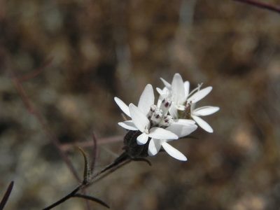 Osmadenia tenella