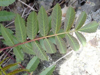 Rhus glabra, photographed by Shane Johnson
