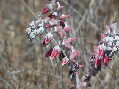 Dudleya pulverulenta, photographed by James C. Davis