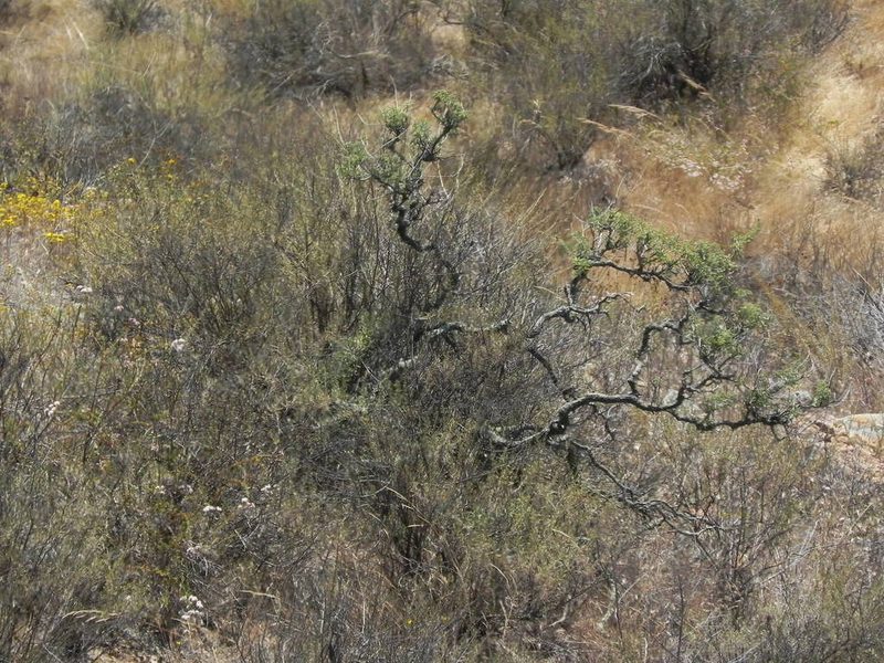 Cleomella arborea, photographed by James C. Davis