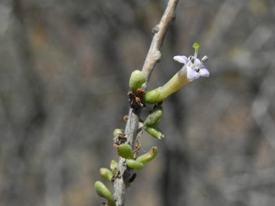 Lycium andersonii