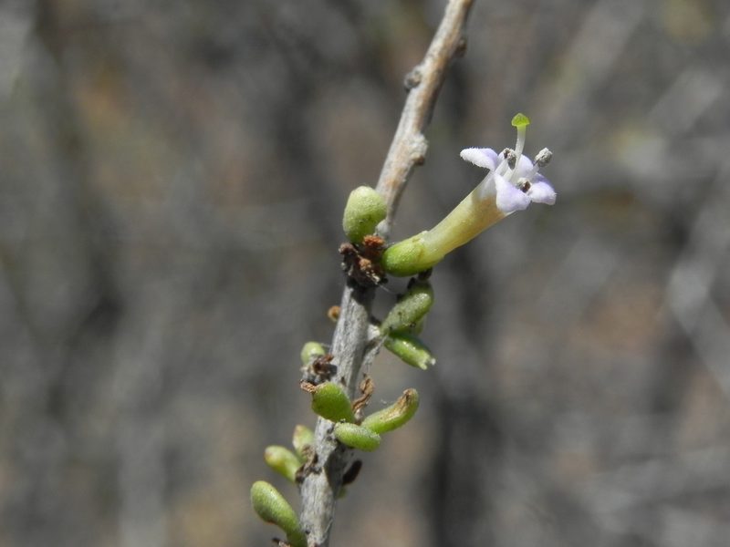 Lycium andersonii, photographed by James C. Davis