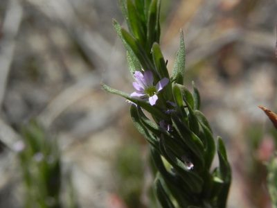 Lythrum hyssopifolia