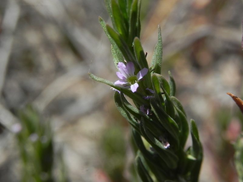 Lythrum hyssopifolia, photographed by James C. Davis