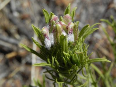Dicranostegia orcuttiana, photographed by James C. Davis