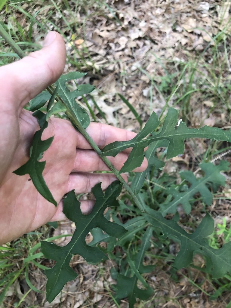 Lactuca hirsuta, photographed by John Kees