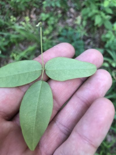 Galactia volubilis, photographed by John Kees