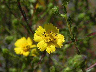 Deinandra conjugens, photographed by James C. Davis