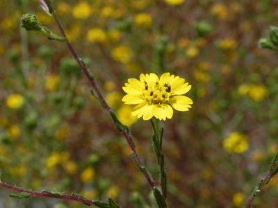 Deinandra conjugens, photographed by James C. Davis