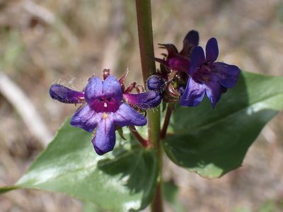 Penstemon pruinosus, photographed by Shane Johnson