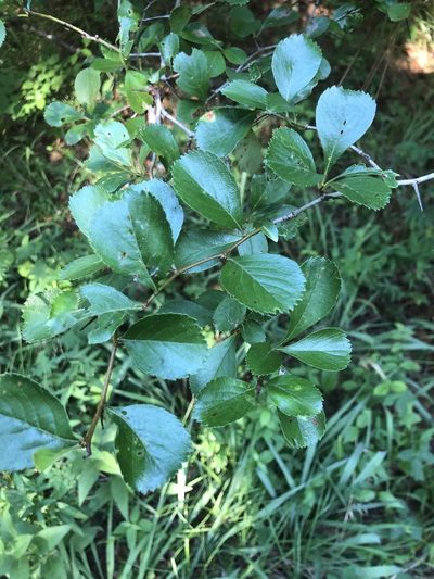 Crataegus berberifolia, photographed by John Kees