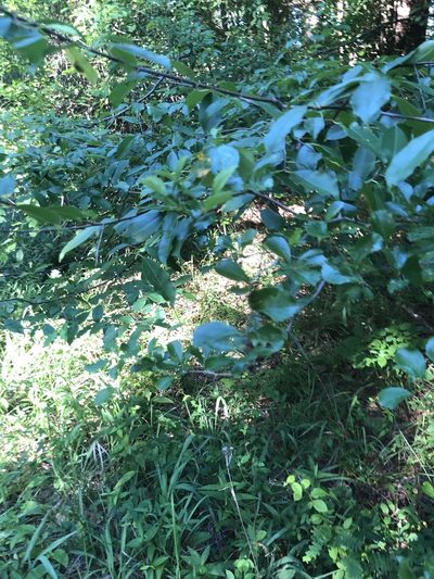 Crataegus berberifolia, photographed by John Kees