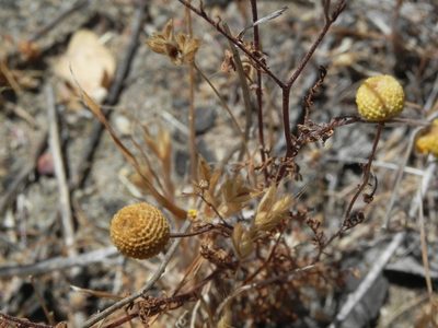 Oncosiphon pilulifer