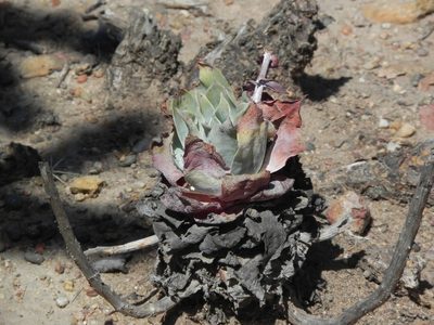 Dudleya pulverulenta, photographed by James C. Davis